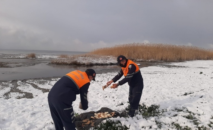 Jandarma doğadaki hayvanları unutmadı