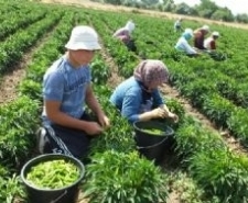 TURŞULUK ACI BİBER ÇİFTÇİLERİ SEVİNDİRDİ