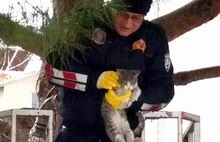 Burhaniye’de kedi mahalleliyi ayağa kaldırdı