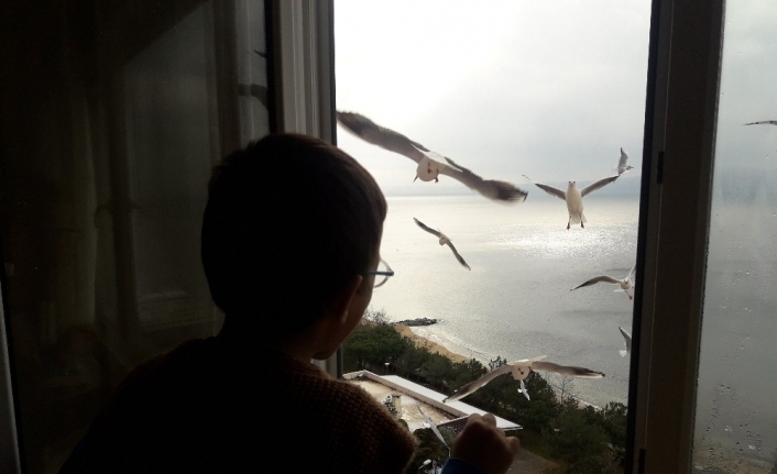 4 yaşındaki çocuk pencereden martıları eliyle besliyor
