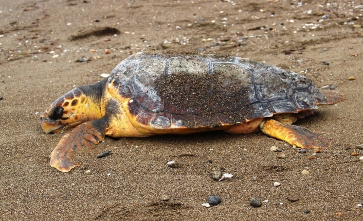 Çanakkale’de sahile ölü caretta caretta vurdu