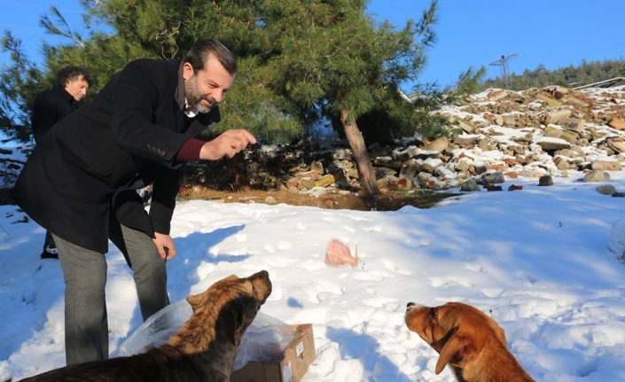Gürsu Belediyesi’nden karda hayvanlara yiyecek