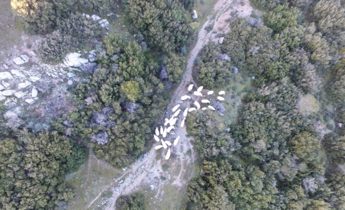 Kaybolan koyunlar drone ile bulundu