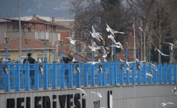 Martılara vatandaş şefkati