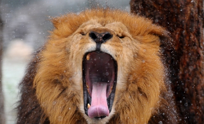 Kar altında hayvanların muhteşem görüntüleri