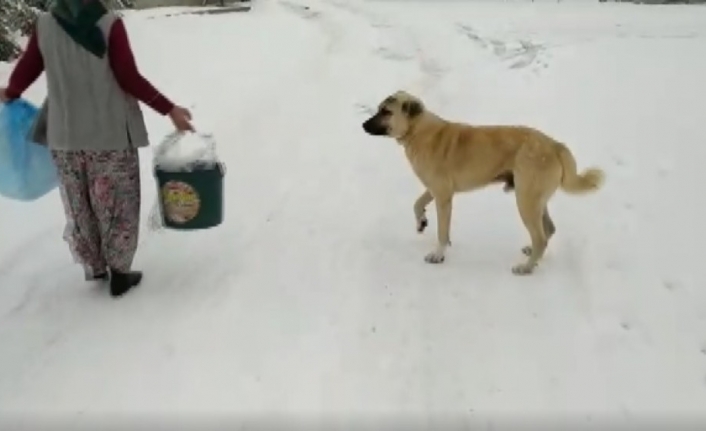 (ÖZEL) - Sokak hayvanları ölmesin diye yemeklerinin yarısını paylaşıyorlar