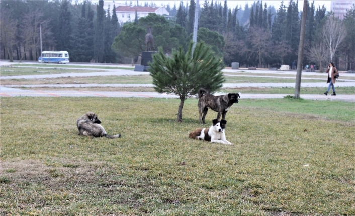 Türkiye’de saldırgan köpekler üzerine doktora yapan tek uzman konuştu