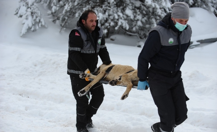 Uludağ’da hayat kurtaran operasyon...