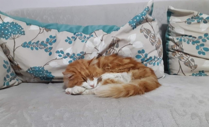 Trendeki kaçak yolcu Tarçın’a yeni yuva