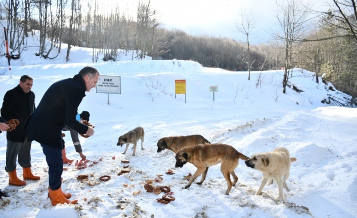 Yaban hayvanlarına yiyecek bıraktılar