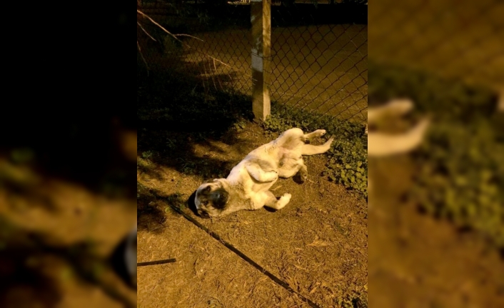 Araba çarpan köpeğin yardımına veterinerlik ekipleri koştu