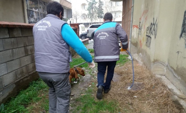 Başıboş pitbull belediye ekipleri tarafından yakalandı