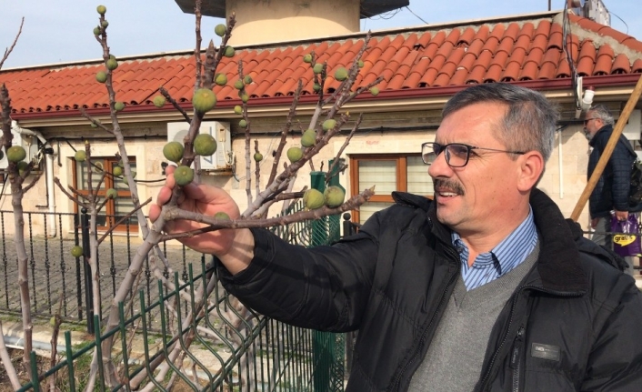 Çanakkale’de kış mevsiminde incir ağacı meyve verdi