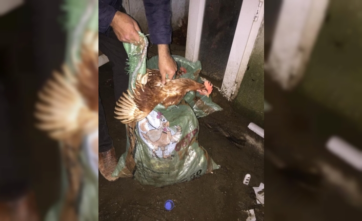 Çanakkale’de tavuk hırsızlığı