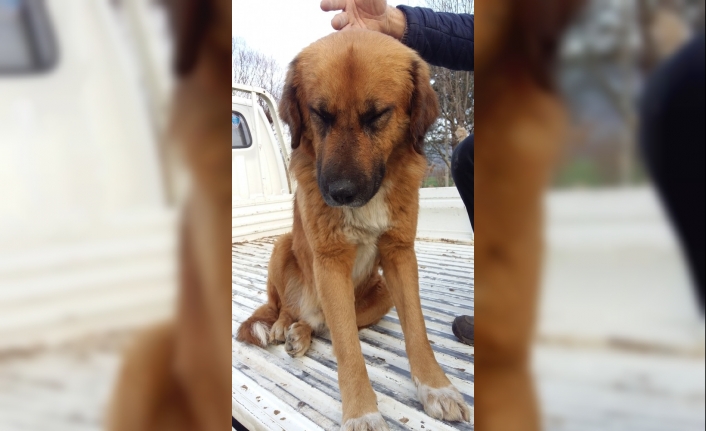 Canilerin av tüfeğiyle vurduğu köpek gözlerini açamıyor