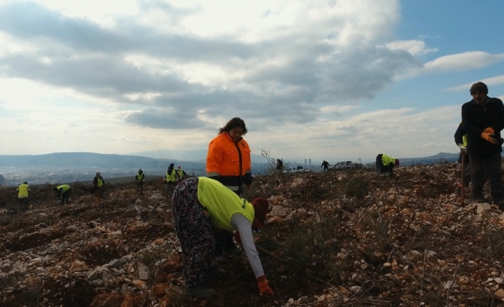 İzmir’in yeni orman alanı nakış gibi işleniyor