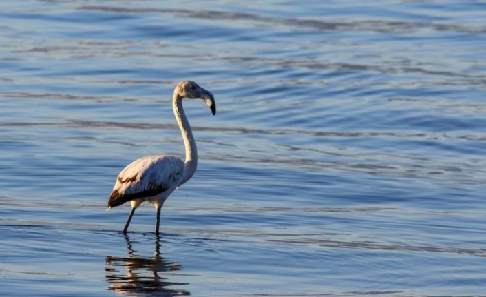İznik gölünde ilk kez görülen flamingo kayıt altına alındı