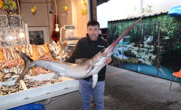 Kılıç balığı koyun fiyatına satıldı