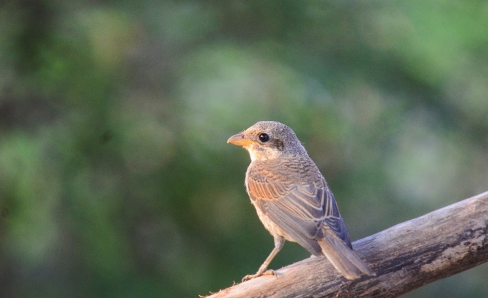 (Özel) Bilim dünyasını şaşkına  çeviren 80 yıllık geri bildirim