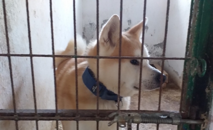 Bu otel köpeklere hizmet veriyor