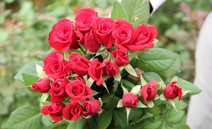 Sevgililerin gülleri Menderes’ten