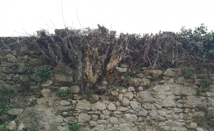 Tarihi su kemerlerini incir ağaçları istilâ etti