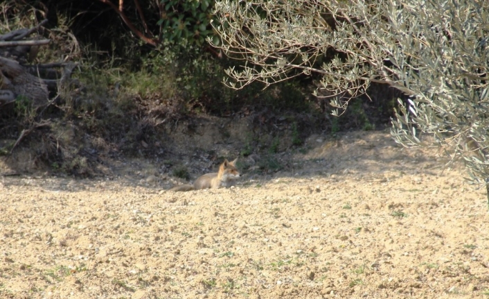Aç kalan tilki Şehitlik yoluna indi