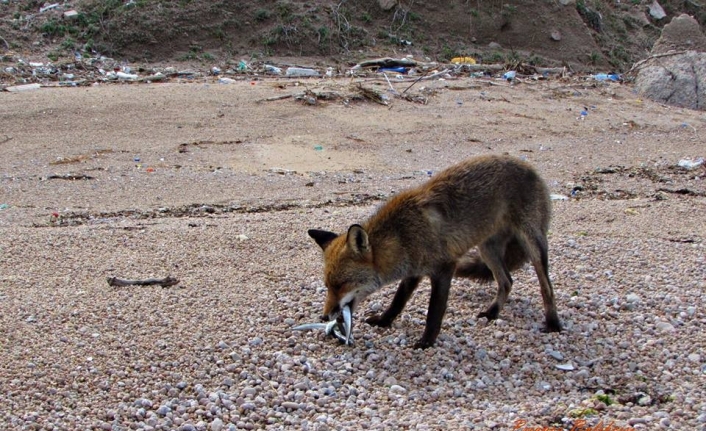 Aç kalan tilkiyi balıkla besliyorlar