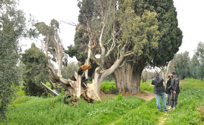 Arıları kovmak için 700 yıllık ağaçları yakıp, kestiler