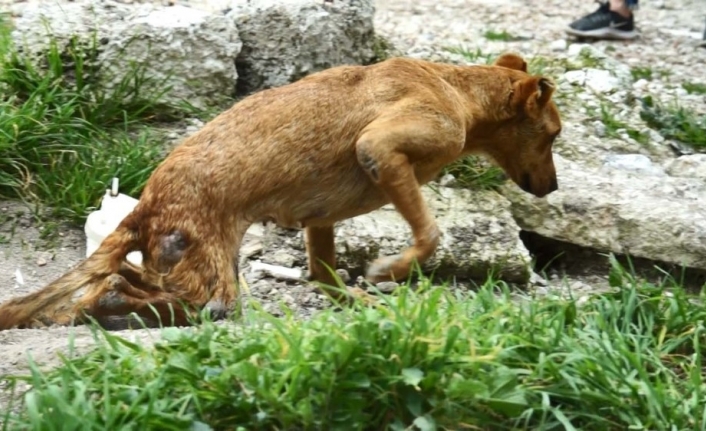 Bacakları tutmayan köpek yeni yürüteciyle koşuyor