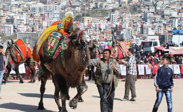 Bayraklı’da deve güreşleri
