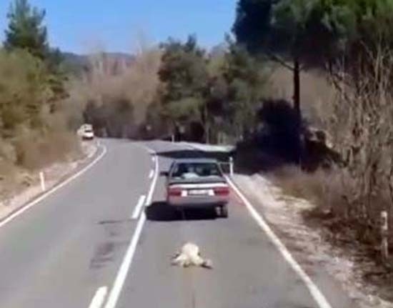 Köpeği aracının arkasından sürükleyen cani gözaltında