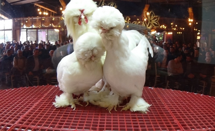 Osmanlı Süs Tavuğu 10 bin liraya satıldı