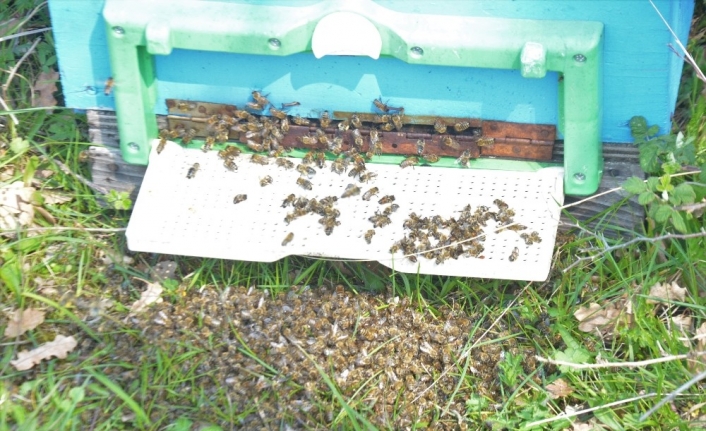 (Özel Haber) Bursa’da toplu arı ölümleri korkuttu