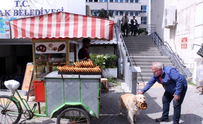 (Özel) İzmir gevreği sevdalısı köpek Daisy