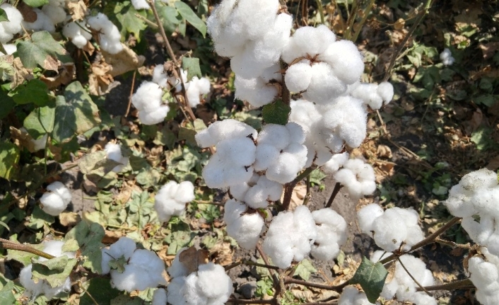 Pamukta yüksek lif kalitesinin ve kazancın yeni adı: MyFiber