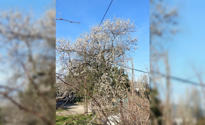 Yalancı bahara aldanan ağaçlar çiçek açtı