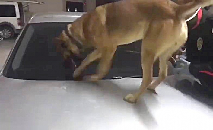 Balıkesir’de uyuşturucuya geçit yok