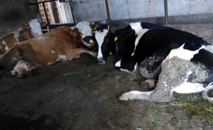 Çalınan hayvanları Çiftçi Malları Koruma Başkanlığı ekipleri buldu