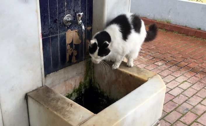 Cami şadırvanından patileriyle su içen kedi görenlerin ilgi odağı oldu