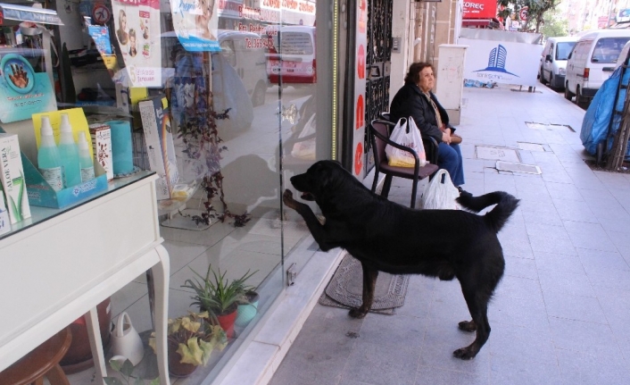 (Özel) Akıllı köpek Kara her gün aynı saatte kapıyı tıklayıp kendini sevdiriyor