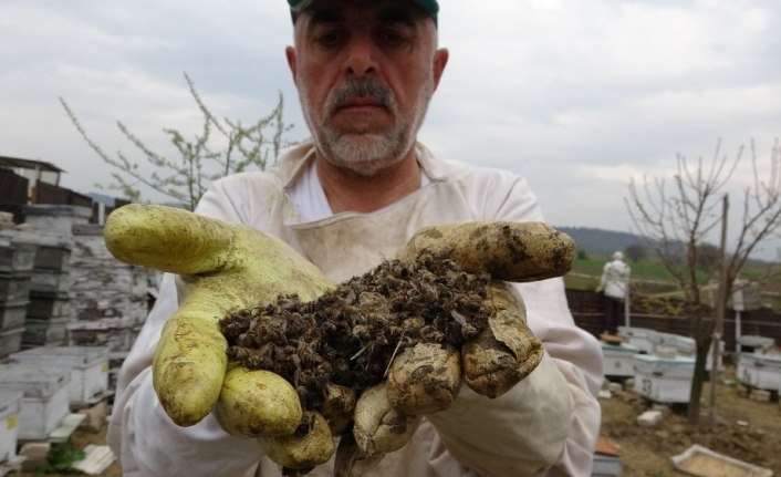 (Özel) Bursa’da arı ölümleri devam ediyor