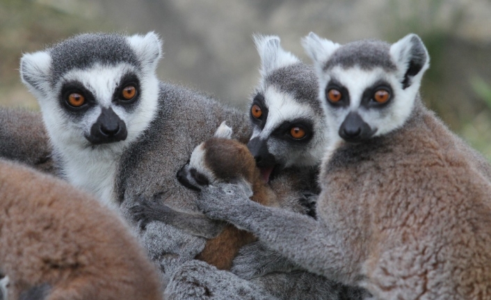 (Özel) Lemur ailesine 8 yeni üye