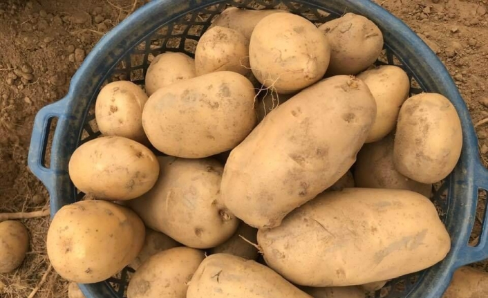 Patateste maliyetlerin yüzde 200 artması ekim alanlarını vurdu, fiyatı yükseltti
