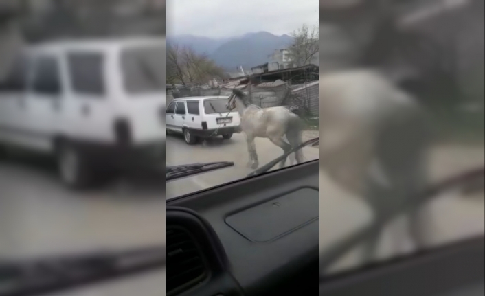 Vicdansız sürücü atını aracının arkasına bağlayıp ana yolda koşturdu