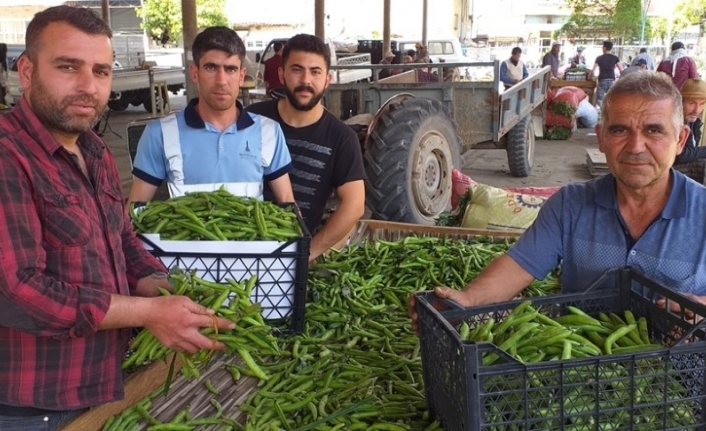 Bezelye üreticinin yüzünü güldürüyor