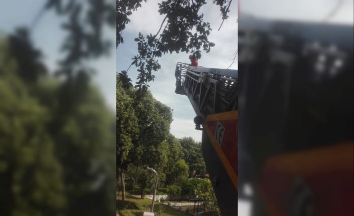 Burhaniye’de kuş kurtarma operasyonu
