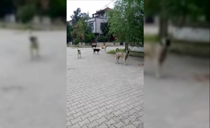 Köpekleri görüntülemek isterken saldırıya uğradı