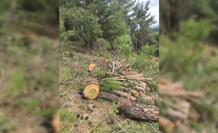 Ormandan kaçak ağaç kesti, para cezası yağdı
