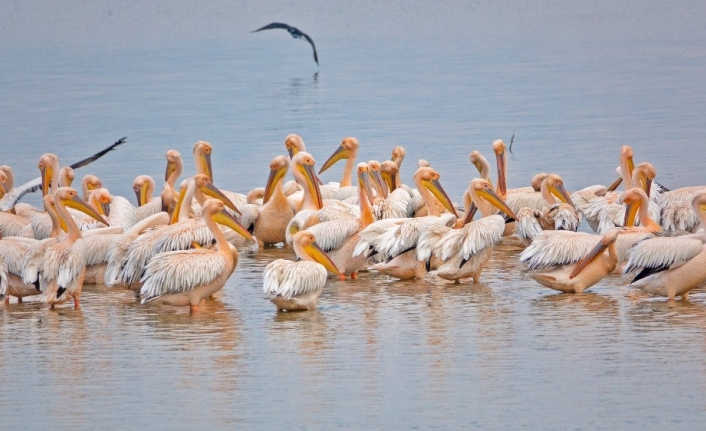 (Özel) Ak pelikanların muhteşem dansı